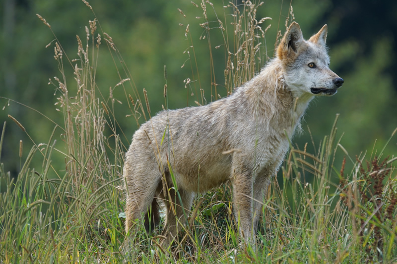 Wolfspark Werner Freund